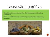 Vaistažolės ir jų rūšys 4 puslapis