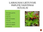 Vaistažolės ir jų rūšys 5 puslapis