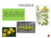 Vaistažolės ir jų rūšys 7 puslapis