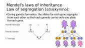 Basic genetics 13 puslapis