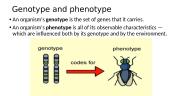 Basic genetics 14 puslapis
