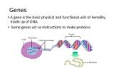 Basic genetics 3 puslapis