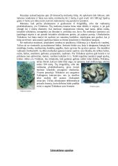 Bestuburiai 4 puslapis