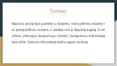 Augalo tyrimas 4 puslapis