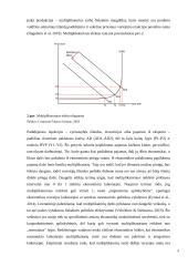 Multiplikacijos teorija 9 puslapis