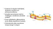 Plazminė membrana ir medžiagų pernaša 2 puslapis