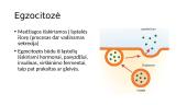 Plazminė membrana ir medžiagų pernaša 12 puslapis