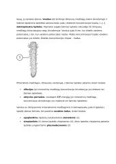 Organinių medžiagų judėjimas augale 2 puslapis