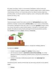 Organinių medžiagų judėjimas augale 4 puslapis