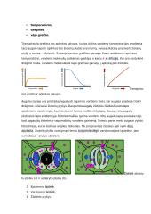 Organinių medžiagų judėjimas augale 5 puslapis
