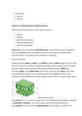 Organinių medžiagų judėjimas augale 6 puslapis