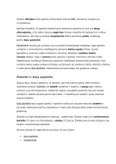 Organinių medžiagų judėjimas augale 7 puslapis