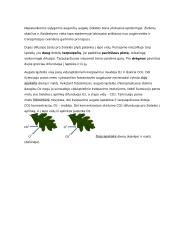 Organinių medžiagų judėjimas augale 8 puslapis