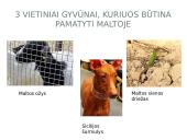 Maltos geografija, klimatas, augalija, gyvūnija, demografija bei ekonomika 7 puslapis