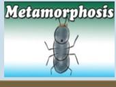 Francas Kafka "Metamorfozė" kūrinio pristatymas 14 puslapis