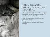 Francas Kafka "Metamorfozė" kūrinio pristatymas 15 puslapis