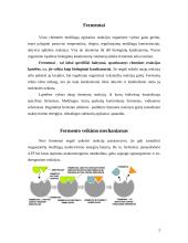 Fermentai ir jų veikimo mechanizmai 2 puslapis
