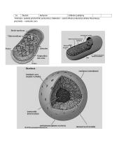Ląstelės, membranos lentelė. Jų funkcijos bei ypatybės 2 puslapis