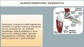 Kas yra plokščiapėdystė? 13 puslapis