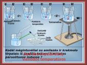 Fermentai kaip biologiniai katalizatoriai 16 puslapis