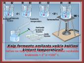 Fermentai kaip biologiniai katalizatoriai 19 puslapis