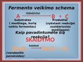 Fermentai kaip biologiniai katalizatoriai 6 puslapis
