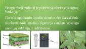 Augaliniai audiniai 9 puslapis