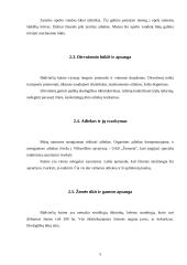 Gimtojo miesto (rajono) aplinkos ekologinės būklės įvertinimas: Būdviečių kaimas 5 puslapis