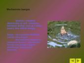 Mechaninės bangos ir jų sklidimas 5 puslapis