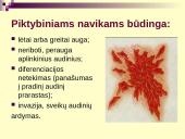 Vėžys - nekontroliuojamas ląstelių dalijimasis 12 puslapis