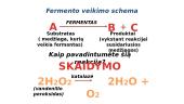 Fermentai - biologiniai katalizatoriai 13 puslapis
