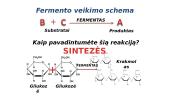 Fermentai - biologiniai katalizatoriai 14 puslapis