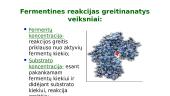 Fermentai - biologiniai katalizatoriai 16 puslapis