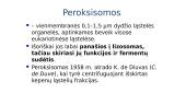 Fermentai - biologiniai katalizatoriai 4 puslapis