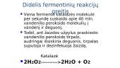 Fermentai - biologiniai katalizatoriai 6 puslapis
