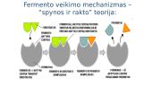 Fermentai - biologiniai katalizatoriai 8 puslapis