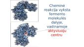 Fermentai - biologiniai katalizatoriai 10 puslapis