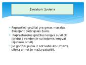 Paprastasis gružlys 7 puslapis