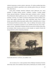 Kūrybinio darbo aprašas „Visas menas yra gamtos imitacija...“ 8 puslapis