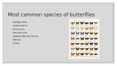Butterflies and its species 8 puslapis