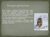 M. Burgess "Vilko kauksmas" 3 puslapis