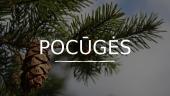 Pocūgės (Pseudotsuga)