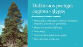 Pocūgės (Pseudotsuga) 11 puslapis