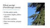 Pocūgės (Pseudotsuga) 12 puslapis