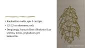 Pocūgės (Pseudotsuga) 13 puslapis