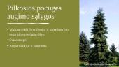 Pocūgės (Pseudotsuga) 15 puslapis