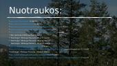Pocūgės (Pseudotsuga) 16 puslapis