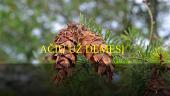 Pocūgės (Pseudotsuga) 18 puslapis