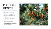 Pocūgės (Pseudotsuga) 3 puslapis