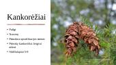 Pocūgės (Pseudotsuga) 5 puslapis
